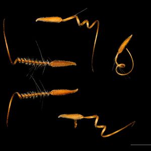 (Achäne von Gewöhnliche Reiherschnabel / Didier Descouens / CC BY-SA 4.0)