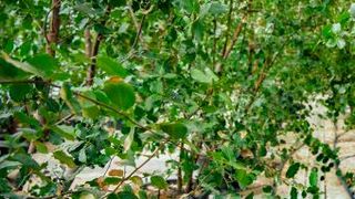 Chilean Soapbark Tree — a source of QS-21 a valuable ingredient in vaccines (Source: John Innes Centre)