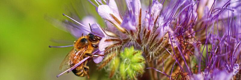 Eine Honigbiene sammelt Nektar an Phacelia (Bienenweide). Bei Monitoringversuchen wurde Phacelia nach der Rübenernte ausgesät.