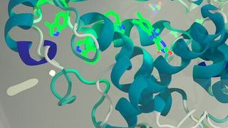 Dem Team um Henrik Mouritsen gelang es erstmals, das lichtempfindliche Eiweiß Cryptochrom 4 im Labor herzustellen. Entscheidend für die magnetischen Eigenschaften des Moleküls sind vier Aminosäuren (hellgrün), in denen sich sogenannte Radikalpaare bilden können. (Ilia Solov'yov)