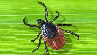 Zecken sind je nach Verbreitungsgebiet unterschiedlich häufig mit dem Erreger der Lyme-Borreliose infiziert. (© emer - Fotolia.com)