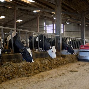 Bürstenlose Motoren in der Robotik Smart Farming Kuhstall(Bild:  Stock-523052632_Kuhstall_FAULHABER)