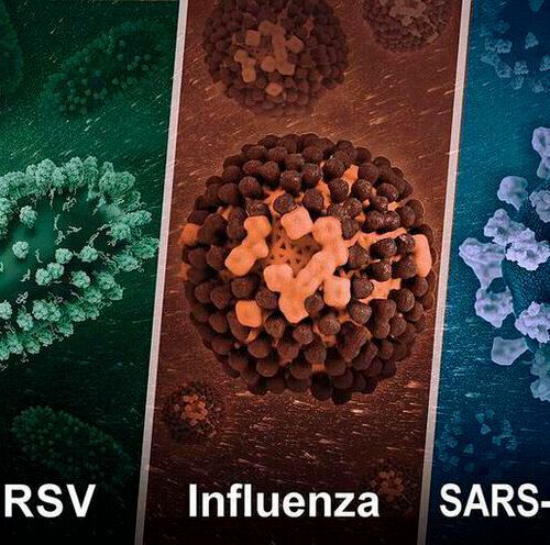 Illustration shows 3D renditions of three dangerous respiratory viruses. Illustration shows 3D renditions of three dangerous respiratory viruses.