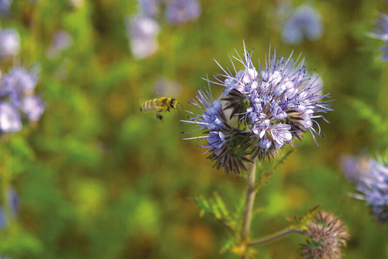 Abb.2: Phaceliablüte mit
Pollensammlerin (Archiv: Vogel Business Media)