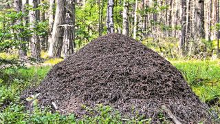 Fortpflanzung, Nestpflege, Nahrungssuche - im Ameisenstaat herrscht strenge Arbeitsteilung.  (©jörn buchheim - stock.adobe.com)