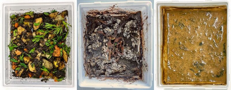 In den naturnahen Kompost-Mesokosmen (hier nach 0, 100 und 600 Tagen, v. l.) konnten die Forschenden die Anpassung von Wirtslebewesen und Mikroorganismen an komplexe Umweltbedingungen über einen langen Zeitraum beobachten. 