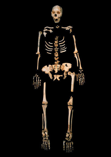 Abb. 2: Skelett eines Homo heidelbergensis aus Sima de los Huesos, einer einzigartigen Höhle in Nordspanien. (Bild: Javier Trueba, Madrid Scientific Films)