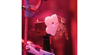 Tabakschwärmer (Manduca sexta) auf einem Prototyp mit künstlicher weißer Blüte. In späteren Experimenten kam ein Testapparat mit eingebauter Videokamera und mit einer blauen Blüte aus Acryl zum Einsatz, die visuell so attraktiv war, dass sie die Falter anlocken konnte, ohne von Weitem zu duften. Der Falter konnte den Duft nur dann wahrnehmen, wenn er den Saugrüssel in die Blume steckte. Dieser experimentelle Ansatz stellte sicher, dass Lernen von Düften ausschließlich mit dem Saugrüssel möglich war. Foto:  (Bild: Sebastian Reuter/www.sebastian-reuter.de)