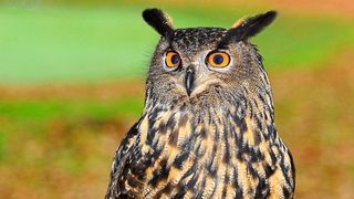 Aus der Analyse der einzelnen Eulen-Halswirbel leiten Wissenschaftler technisch fertigbare Gelenke ab, die sie zu einem Funktionsmodell zusammensetzen. (gemeinfrei)