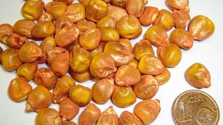 1 Das Rohmaterial: gebeizter Mais (Fritsch)