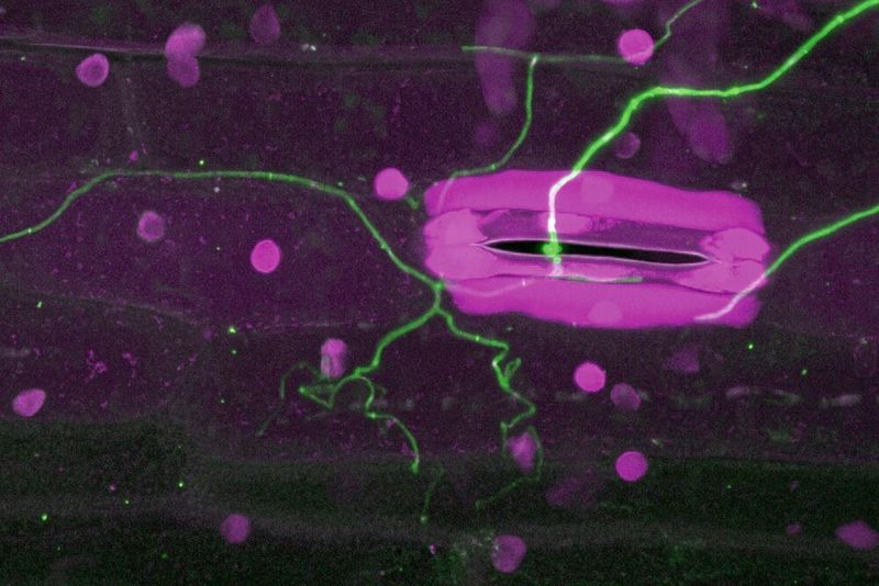 Konfokalmikroskopische Aufnahme von der Infektion einer Weizenpflanze: Der Pilz dringt in die Spaltöffnungen der Blätter ein und kann sich zwischen den Pflanzenzellen ausbreiten. (Dr. Janine Haueisen )