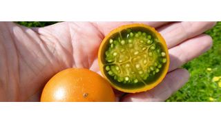 Abb. 1: Vollreife, gerade heruntergefallene und quer aufgeschnittene Lulo-Frucht (Bild: Uni Bayreuth)