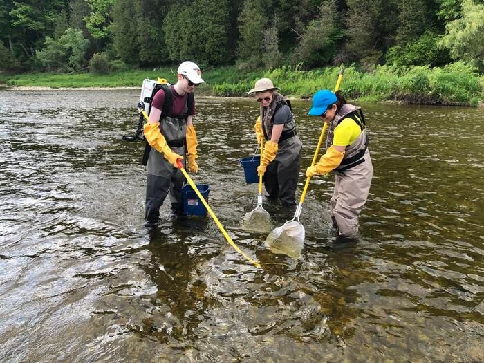 Researchers from the University of Waterloo collect fish from a freshwater stream to test them for the presence of opioids and antidepressants. (Source: University of Waterloo)
