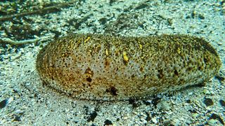 Schupp und sein Team forschten unter anderem an Seegurken der Gattung „Bohadschia“.  (Bild: Peter Schupp)