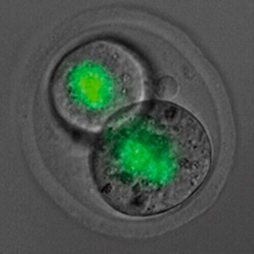 SMCHD1 produced by the mother (green) seen remaining in embryos as the cells divide. Researchers have found the effect of SMCHD1 from the mother impacts when Hox genes are activated many days later in development. SMCHD1 produced by the mother (green) seen remaining in embryos as the cells divide. Researchers have found the effect of SMCHD1 from the mother impacts when Hox genes are activated many days later in development.