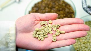 Noch sind sie grün: Die rohen Kaffeebohnen vor der Entkoffeinierung. Nachher sehen sie dunkel aus, ähnlich wie nach der Röstung – geröstet werden müssen sie trotzdem noch. (FH Münster/Theresa Gerks)