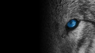 arctic-wolf-wolfsauge-16-9 (Quelle: Arctic Wolf)