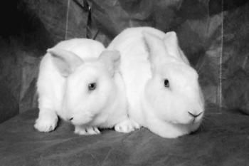 The cloned rabbit (L) and its surrogate mother. (photo provided by Shanghai Xinhua Hospital) (Archiv: Vogel Business Media)