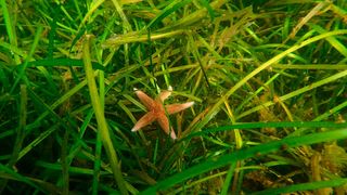Ließen sich Seegras-Klone auf Zeitskalen von wenigen Jahren datieren, wäre besser abzuschätzen, wie gut diese Pflanze einer sich verändernden Meeresumwelt standhalten kann. Foto:  (Bild: Tadhg O Corcora, GEOMAR)
