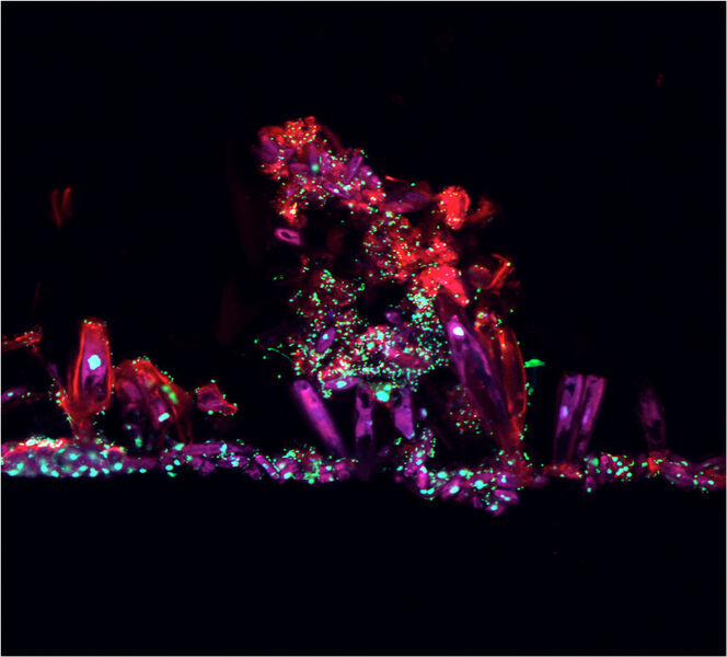 Mit einem konfokalen Laser-Scanning-Mikroskop aufgenommene Ansicht aus einem Biofilm, die Bakterien, Algen und Substrat zeigt. (Bild: Tom Battin)