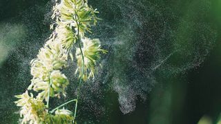 Was hat Heuschnupfen mit einem allergischen Hautausschlag und mit Asthma zu tun? Allergische Erkrankungen treten oft gleichzeitig oder hintereinander auf.  (gemeinfrei)