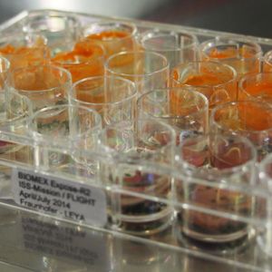 Die Proben von der ISS bildeten nach knapp zwei Wochen Kultur neue Populationen. Die Grünalge (obere zwei Reihen) bildete nach einiger Zeit auch wieder orange-farbene Dauerstadien, während Cyanobakterien (untere zwei Reihen) die typische petrol-farbenen Kolonien heranwachsen ließen.