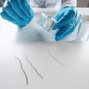 The team of researchers worked to prepare elephant whiskers from various parts of the elephant’s trunk for advanced microscopy and characterization methods.(Source:  Wolfram Scheible)