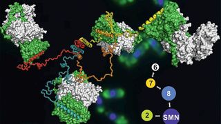Das Modell des SMN-Komplexes, im Hintergrund sind angefärbte Hefezellen zu sehen. (Bild: Jyotishman Veepaschit / AG Fischer)