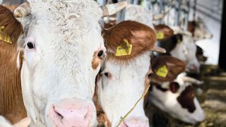 Auch wenn nur zwei Prozent des Tierfutters durch Mikroben ersetzt werden, kann dies große Auswirkungen auf die Umwelt haben. (©Budimir Jevtic - stock.adobe.com)