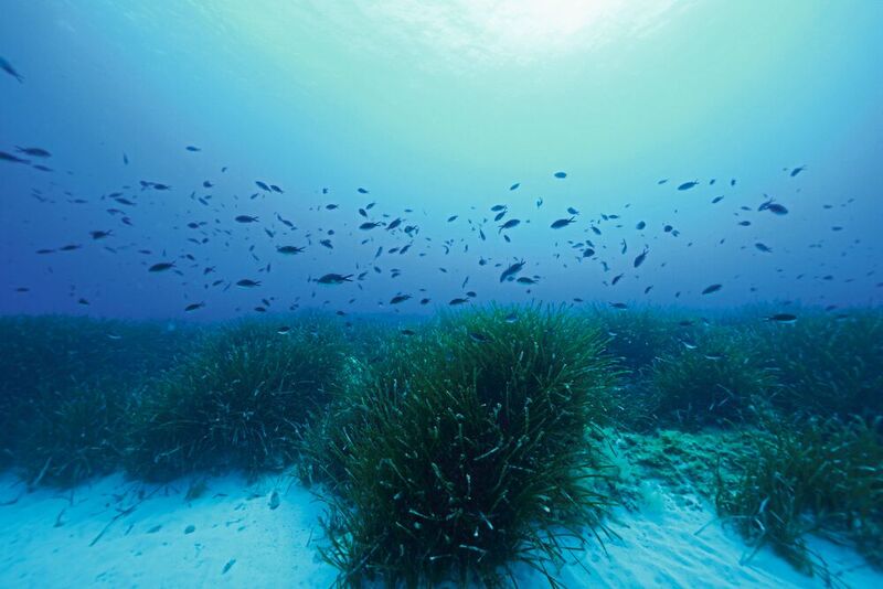 Üppige Seegraswiesen von Posidonia oceanica im Mittelmeer. Die Forscher des Max-Planck-Instituts für Marine Mikrobiologie gehen davon aus, dass ihre Erkenntnisse für viele Lebensräume von Meerespflanzen relevant sind.
