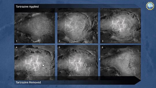 Zeitrafferaufnahmen von Blutgefäßen im Gehirn direkt unter dem Schädel einer betäubten Maus. Die Bilder wurden ohne chirurgische Eingriffe, Schnitte oder Beschädigung der Knochen oder der Haut der Maus aufgenommen. Durch reversible Färbung des Gewebes mit FD & C Yellow 5 und die Anwendung einer Technik namens Laser Speckle Contrast Imaging beobachteten Forscher der Stanford University den Blutfluss im lebenden Gehirn. (Bild:  Stanford University/Gail Rupert/USNSF)