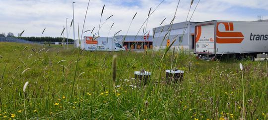 Trans-O-Flex setzt auf naturnahe Umstrukturierung seiner Grünflächen. Bienenvölker sollen dort auch ein Zuhause finden, wie hier bereits am Standort Driedorf. Wie es weiter geht und was das soll, erfahren Sie hier.(Bild:  Trans-O-Flex)