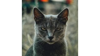 Ähnlich wie in der Tierwelt, machen sich auch bei uns Warnsignale in der Mimik und Gestik bemerkbar. (gemeinfrei)