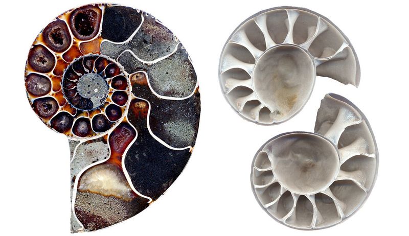 Ammoniten sind verwandt mit dem heute noch lebenden Nautilus; beide besitzen ein gekammertes Außengehäuse. Rechts zu sehen ist ein 3D-Druck von zehn Zentimetern Durchmesser eines in Wirklichkeit knapp einen Millimeter großen Ammoniten-Schlüpflings. (Bild: © RUBIN, René Hoffmann)