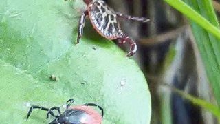 Zwei Zeckenarten auf einem Blatt: Im Vordergrund Ixodes ricinus (DZIF/Lidia Chitimia-Dobler)