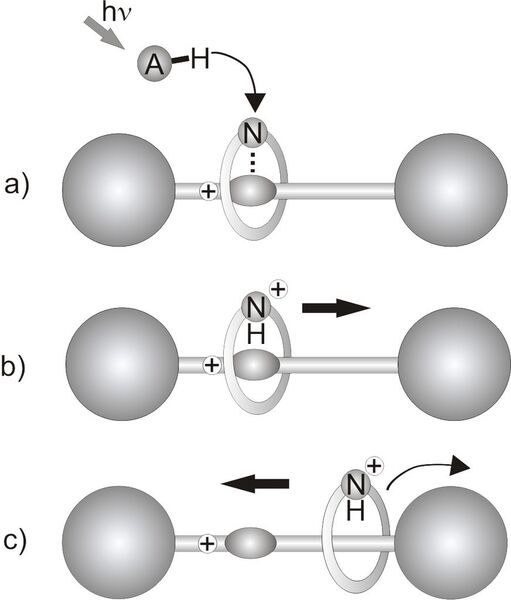 Schematische Darstellung der lichtgetriebenen Protonenpumpe. a) Eine Mischung aus [2]Rotaxan und einer Fotosäure A-H wir mit Licht betrahlt. Das [2]Rotaxan beinhaltet einen Ring mit einem basischen Stickstoffatom und eine Achse, auf der sich eine Bindungsstelle für den Ring in der Nähe einer permanenten positiven Ladung befindet. Bei Bestrahlung erhöht sich der Säurewert des A-H, so dass die Fotosäure das basische Stickstoffatom im Ring des Rotaxans protonieren kann. b) Der nun positiv geladene makrocyklische Ring wird von der positiv geladenen Achse des Rotaxans abgestoßen. c) Wenn der Ring das Proton schließlich abgibt, kann der dann neutrale Ring zur Ausgangsposition zurückkehren. (Bild: Lüning/Wiley-VCH Verlag GmbH & Co. KGaA)