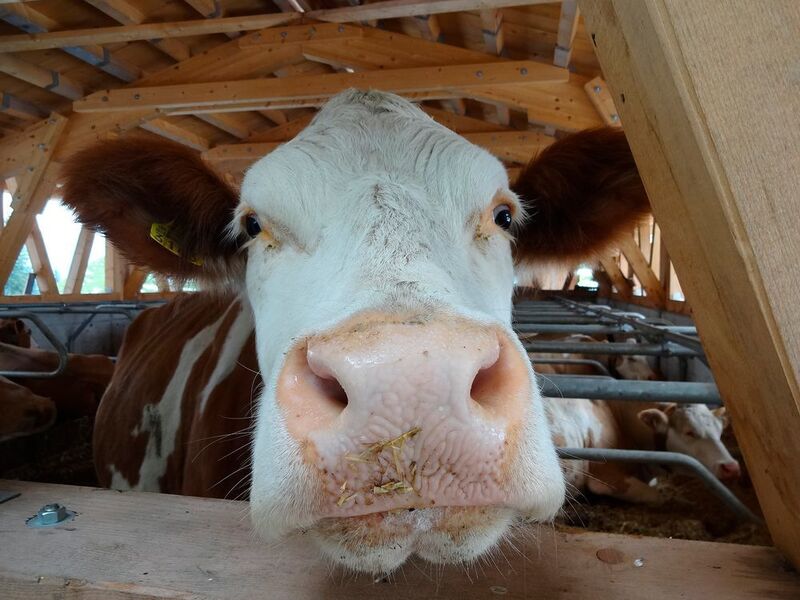 Auch für die Tierhaltung könnte die Landwirtschaft 4.0 Verbesserungen bringen: Mithilfe von Sensoren und Robotern sollen z.B. kranke Tiere frühzeitig erkannt werden. (gemeinfrei, pixabay.com)