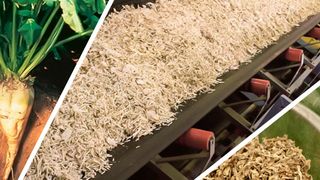 Im Rahmen der Kristallzuckerherstellung werden Zuckerrüben (links) gehäckselt (Mitte) und extrahiert. Als Nebenprodukt dieses Prozesses fallen Zuckerrübenschnitzel (rechts) an.
 (Bild: © Foto Pfeifer und Langen/CC BY-SA 3.0)