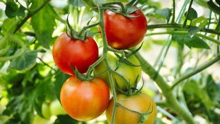 tomatoes-6614242-1280-1280x720v1 (Bild: )