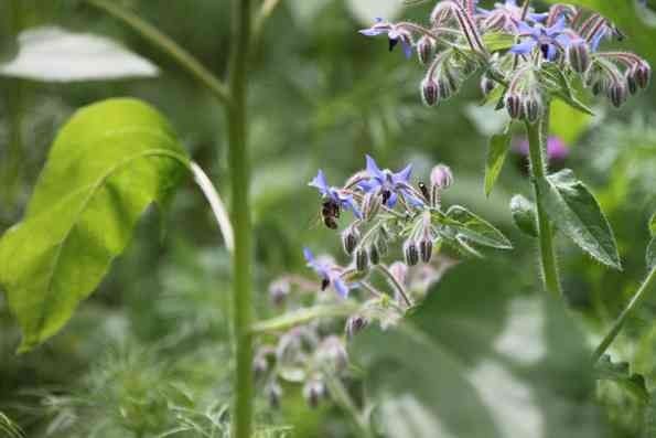Es gibt in Deutschland etwa 500 bis 550 Bienenarten. (Bild: Siemens)