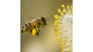 Biene im Anflug auf Blütenpollen (Bild: windomallergy.com)