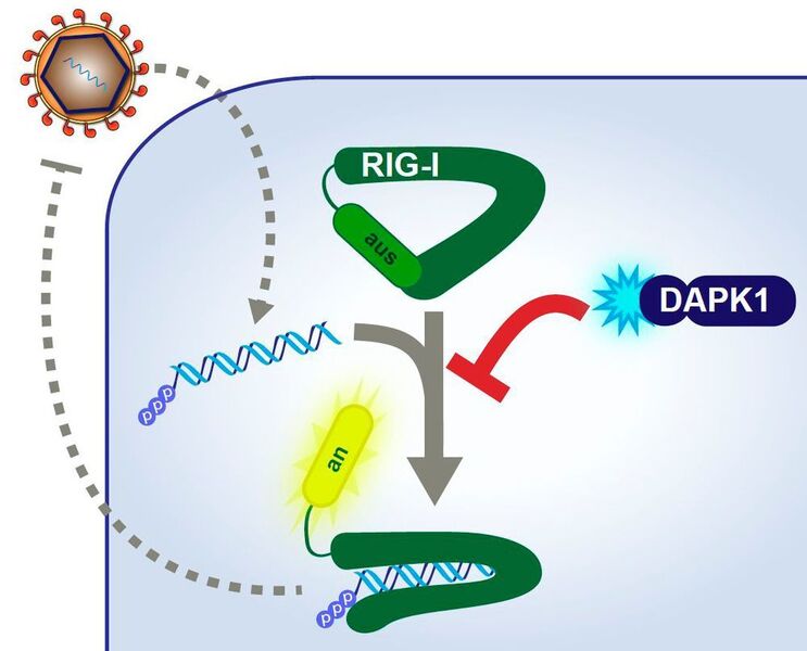 Beginn und Ende einer Immunreaktion: Der Rezeptor RIG-I erkennt die Erbinformation von Viren, bindet an die Virus-RNA und schüttet antivirale Botenstoffe aus (grüner Pfeil). Diese Stoffe aktivieren das erworbene Immunsystem. Mit Zeitverzögerung wird auch das Enzym DAPK1 aktiviert, das verhindert, dass es zu einer überschießenden Immunreaktion kommt. (© Dr. Marco Binder)