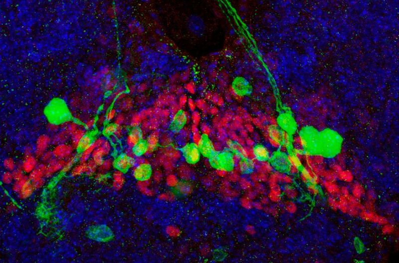 Aufnahme der Gehirnregion in Drosophila, die das Fressverhalten der Fliege steuert. Die Funktion des Hox-Proteins Deformed (rot) in einzelnen Neuronen (grün) ist essenziell für die Etablierung und Aufrechterhaltung einer motorischen Fresseinheit im Kopf der Fliege. (Bild: Centre for Organismal Studies (COS) Heidelberg)