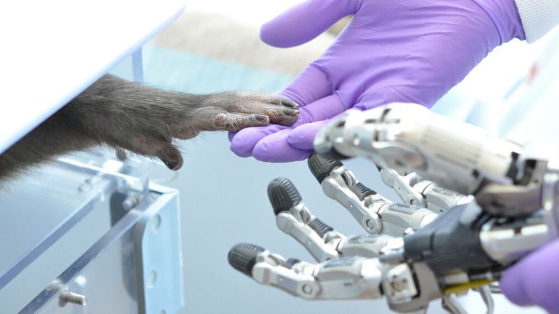 Neurowissenschaftler am Deutschen Primatenzentrum haben in einer Studie mit Rhesusaffen untersucht, wie man die Funktionalität von Gehirn-Computer-Schnittstellen und damit auch die Feinmotorik von Neuroprothesen verbessern kann.(Bild:  Deutsches Primatenzentrum GmbH - Andres Agudelo-Toro)