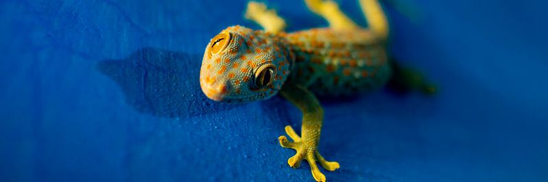 Geckos faszinieren mit der Haftkraft ihrer Füße. Geckos faszinieren mit der Haftkraft ihrer Füße.