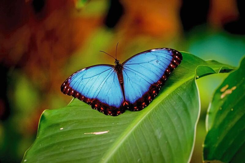 Die Struktur der Oberfläche seiner Flügel verleiht dem Morpho-Schmetterling seine blaue Farbe. 