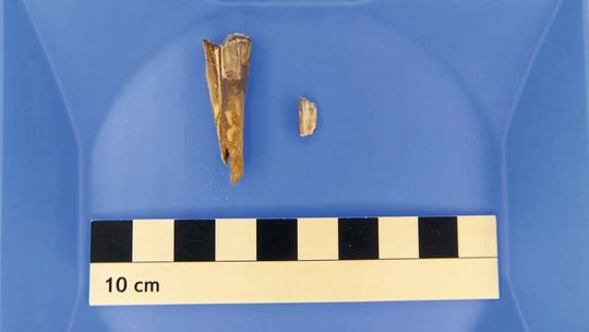 Aus diesem 4.000 Jahre alten Schafszahn konnten Forschende das Erbgut eines prähistorischen Pesterregers isolieren. Damit gelang der erste Nachweis außerhalb von menschlichen Überresten. (Bild:  Taylor Hermes)