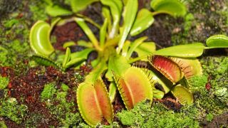 Die Venusfliegenfalle kann Reize ähnlich weiterleiten wie es beim Mensch der Fall ist. (gemeinfrei, Rineshkumar Ghirao)