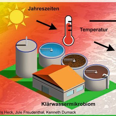Grafische Zusammenfassung Studie zu Mikroben im Abwasser. Die Jahreszeiten beeinflussen die Temperatur. Diese beeinflusst aber nicht direkt die Gemeinschaft der Bakterien, wohl aber die ihrer Räuber. Folglich beeinflusst die Gemeinschaft der Räuber indirekt die Gemeinschaft der Bakterien und vermutlich die Effizienz der Wasseraufbereitung. (Bild:  Universität zu Köln)