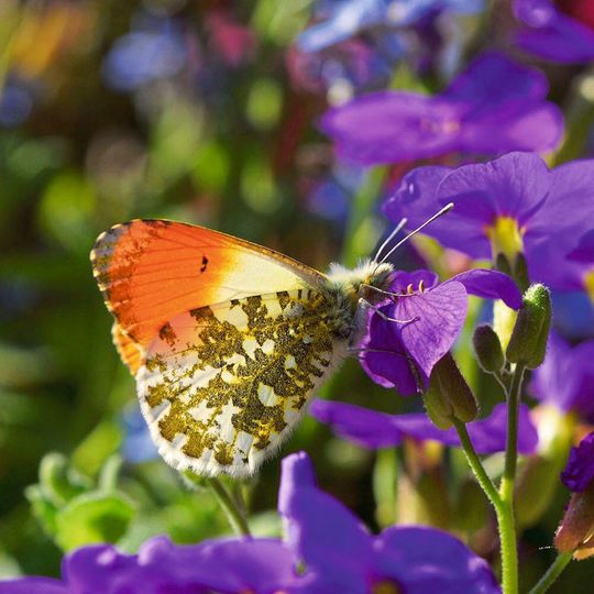 Der Aurorafalter (Anthocharis cardamines) ist laut Analyse der Wissenschaftler:innen die einzige Tagfalterart in der EU, für die eine signifikante Zunahme verzeichnet werden kann. Der Aurorafalter (Anthocharis cardamines) ist laut Analyse der Wissenschaftler:innen die einzige Tagfalterart in der EU, für die eine signifikante Zunahme verzeichnet werden kann.